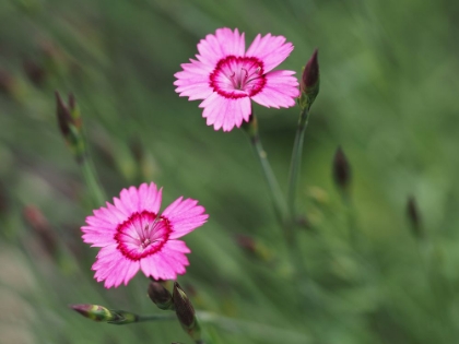 Picture of MAIDEN PINK FLOWERS