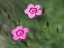 Picture of MAIDEN PINK FLOWERS