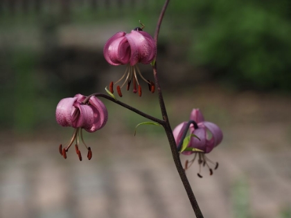 Picture of MARTAGON LILY