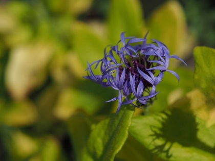 Picture of MOUNTAIN BLUET