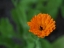 Picture of POT MARIGOLD