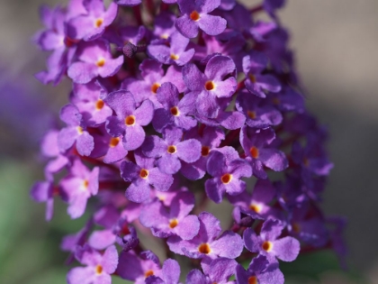 Picture of SUMMER LILAC