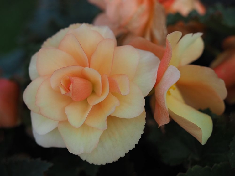 Picture of TUBEROUS BEGONIA