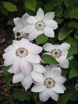 Picture of WHITE CLEMATIS