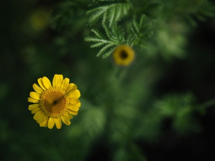 Picture of YELLOW CHAMOMILE