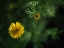 Picture of YELLOW CHAMOMILE