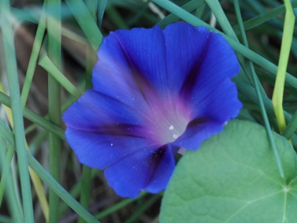Picture of BLUE MORNING GLORY