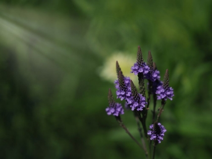 Picture of BLUE VERVAIN