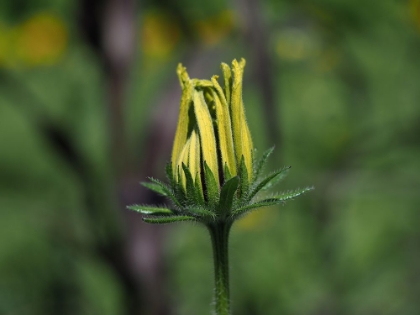 Picture of BUDDING BLACK EYED SUSAN