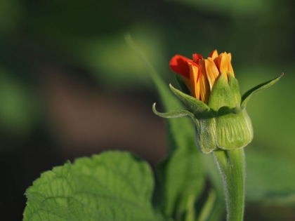 Picture of BUDDING RED SUNFLOWER