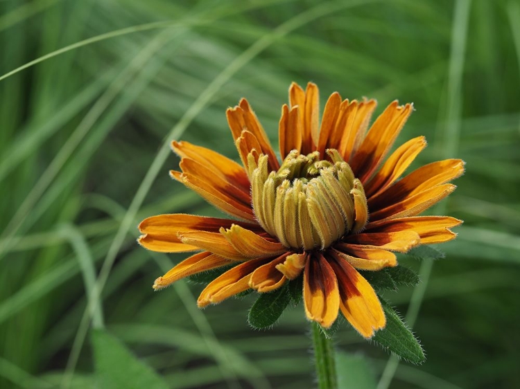 Picture of BUDDING RUDBECKIA