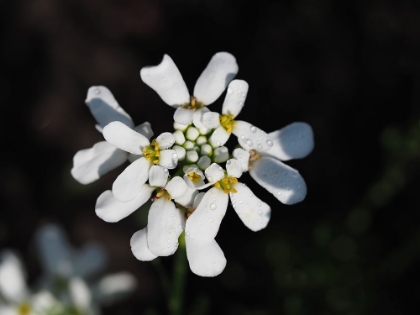 Picture of CANDYTUFT