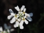 Picture of CANDYTUFT