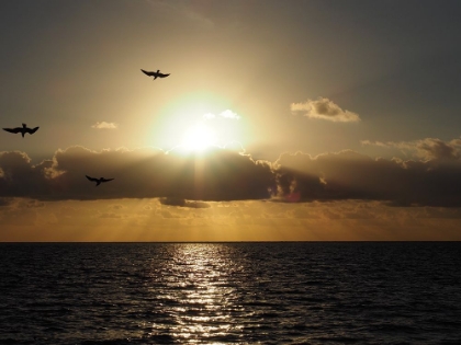 Picture of CARIBBEAN SUNRISE WITH BIRDS