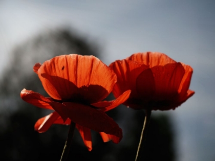 Picture of EARLY MORNING POPPIES