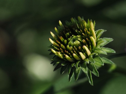 Picture of ECHINACEA FLOWER BUD