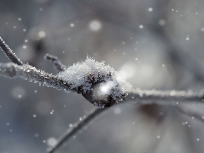 Picture of FROSTED WILD BERRY