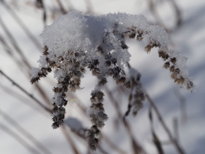 Picture of FROZEN GOLDENROD