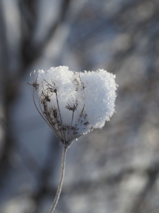 Picture of ICEWINE