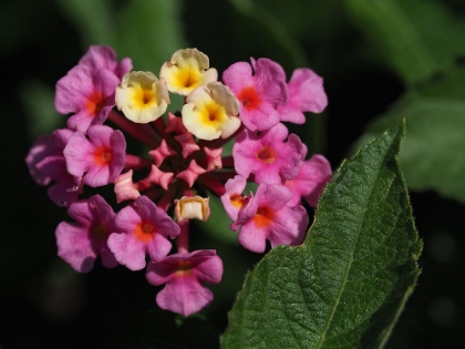 Picture of LANTANA CAMARA