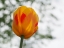 Picture of RED AND YELLOW TULIP