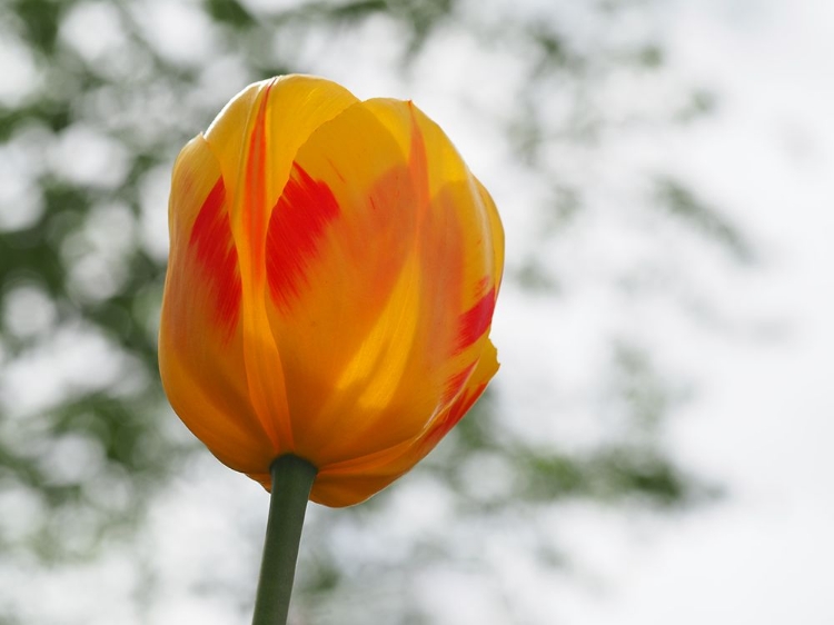 Picture of RED AND YELLOW TULIP