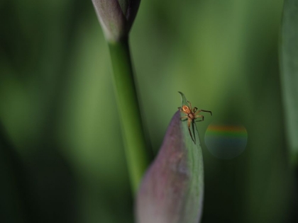 Picture of SPIDER WITH RAINBOW DROP