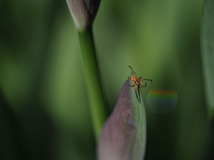 Picture of SPIDER WITH RAINBOW DROP