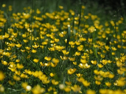 Picture of TALL BUTTERCUP FIELD