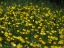 Picture of TALL BUTTERCUP FIELD