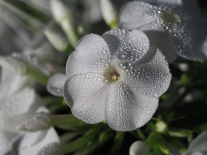 Picture of WHITE PHLOX WITH DEW DROPS