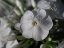 Picture of WHITE PHLOX WITH DEW DROPS
