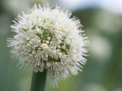 Picture of ALLIUM PSKEMENSE