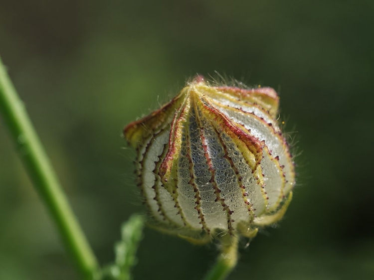 Picture of BLADDER KETMIA