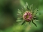 Picture of BUDDING ASTER