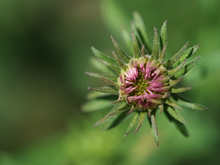 Picture of BUDDING ASTER