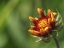 Picture of BUDDING GAILLARDIA