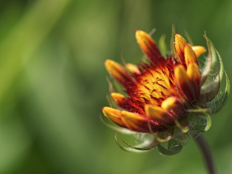 Picture of BUDDING GAILLARDIA