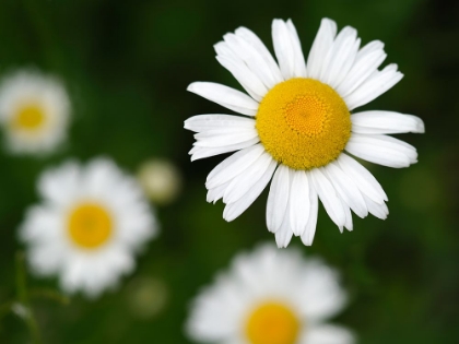 Picture of COMMON DAISIES