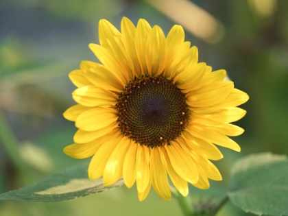 Picture of COMMON SUNFLOWER