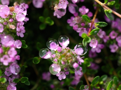 Picture of CREEPING THYME WITH DROPLETS
