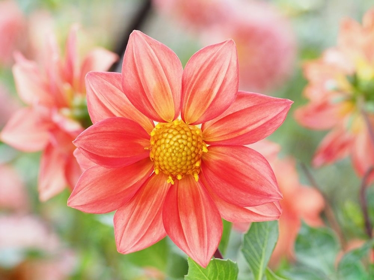 Picture of DAHLIA PINNATA