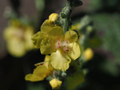 Picture of DARK MULLEIN