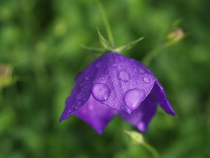 Picture of DRENCHED BALLOON FLOWER