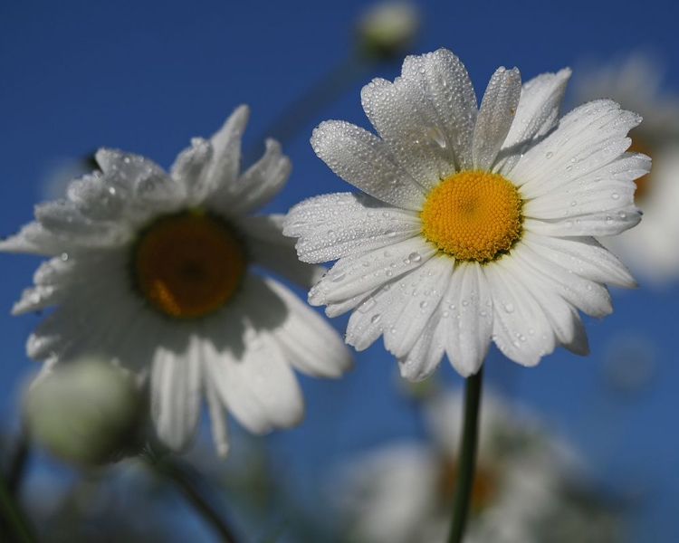 Picture of EARLY MORNING DAISIES