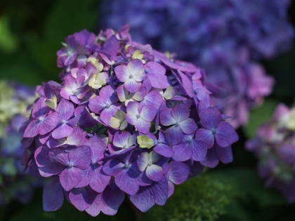 Picture of FRENCH HYDRANGEA