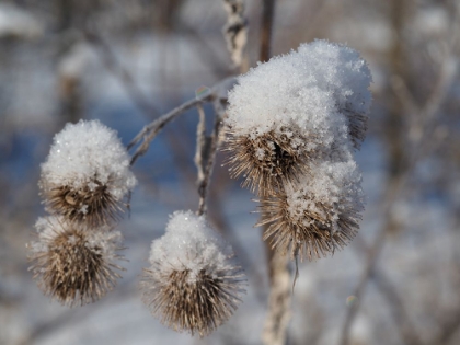 Picture of FROZEN BURDOCK