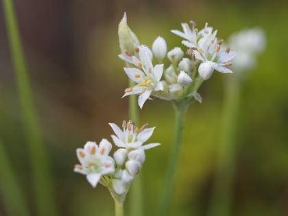 Picture of GARLIC CHIVES