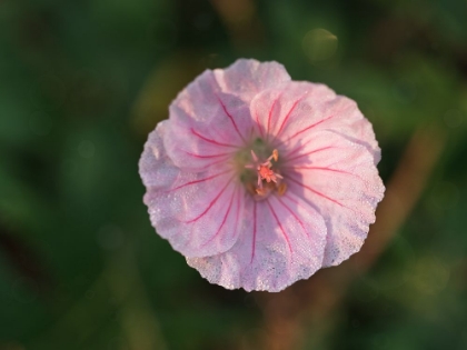 Picture of GERANIUM SANGUINEUM