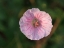 Picture of GERANIUM SANGUINEUM